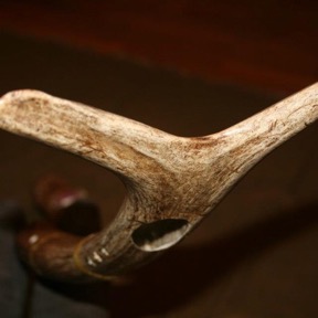 Single Elk Antler Shed  29 (1)